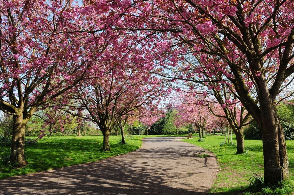 Cherry Blossom Trees in London