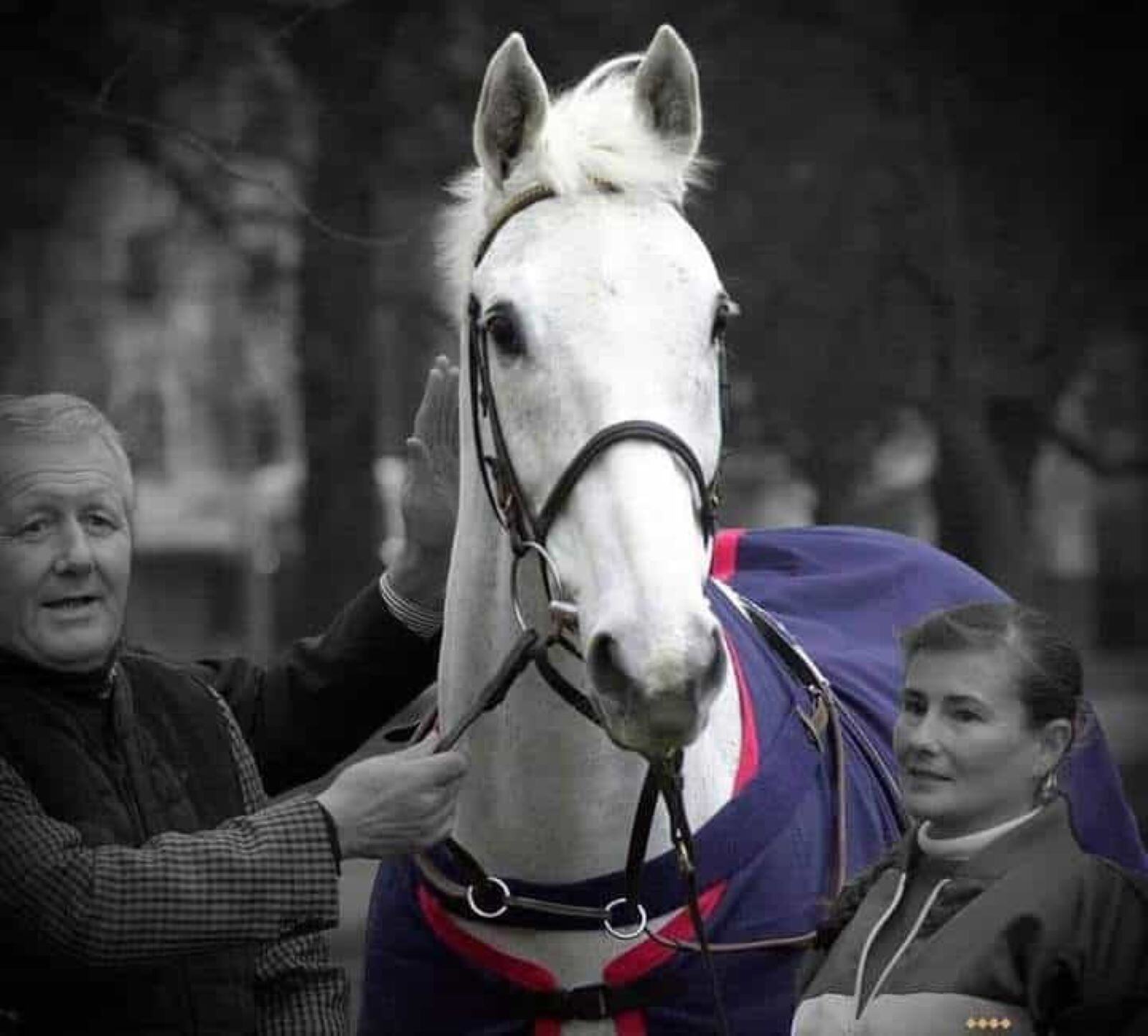 DESERT ORCHID