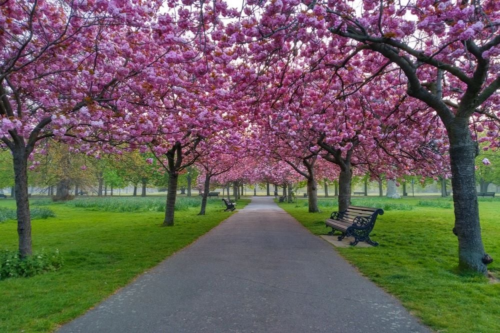 Greenwich Park