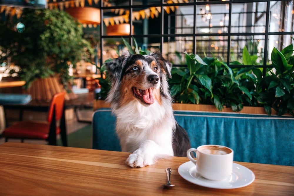 Dog Friendly Restaurants in London