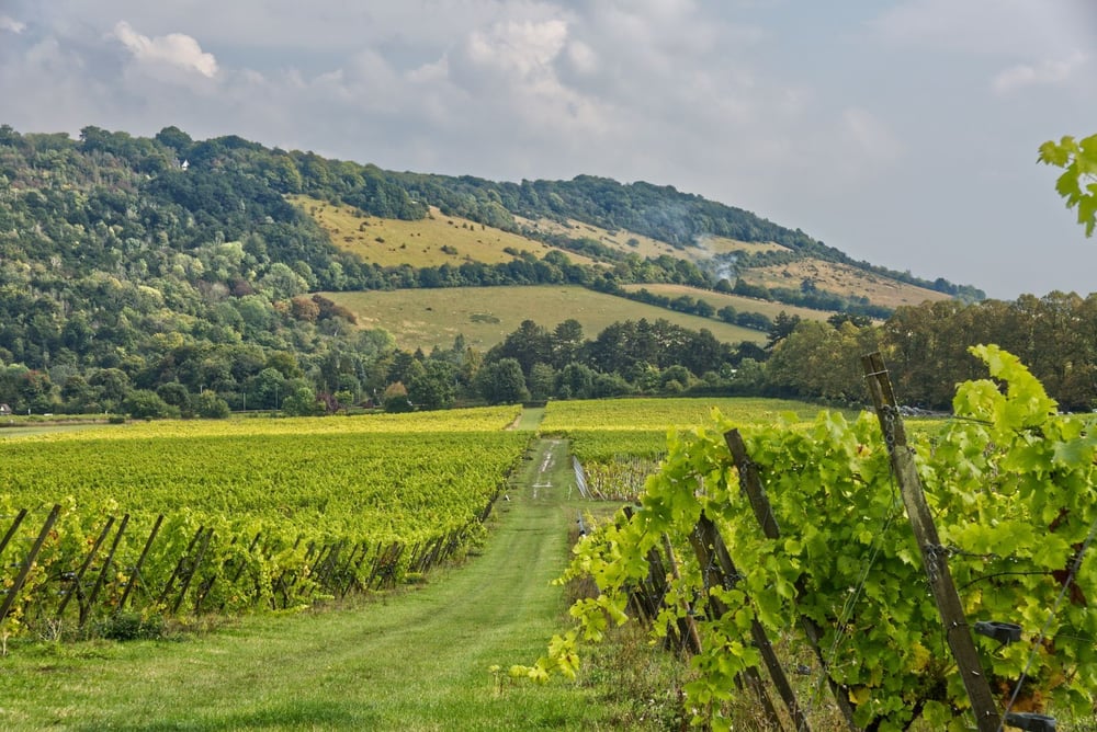 Things to Do in Surrey