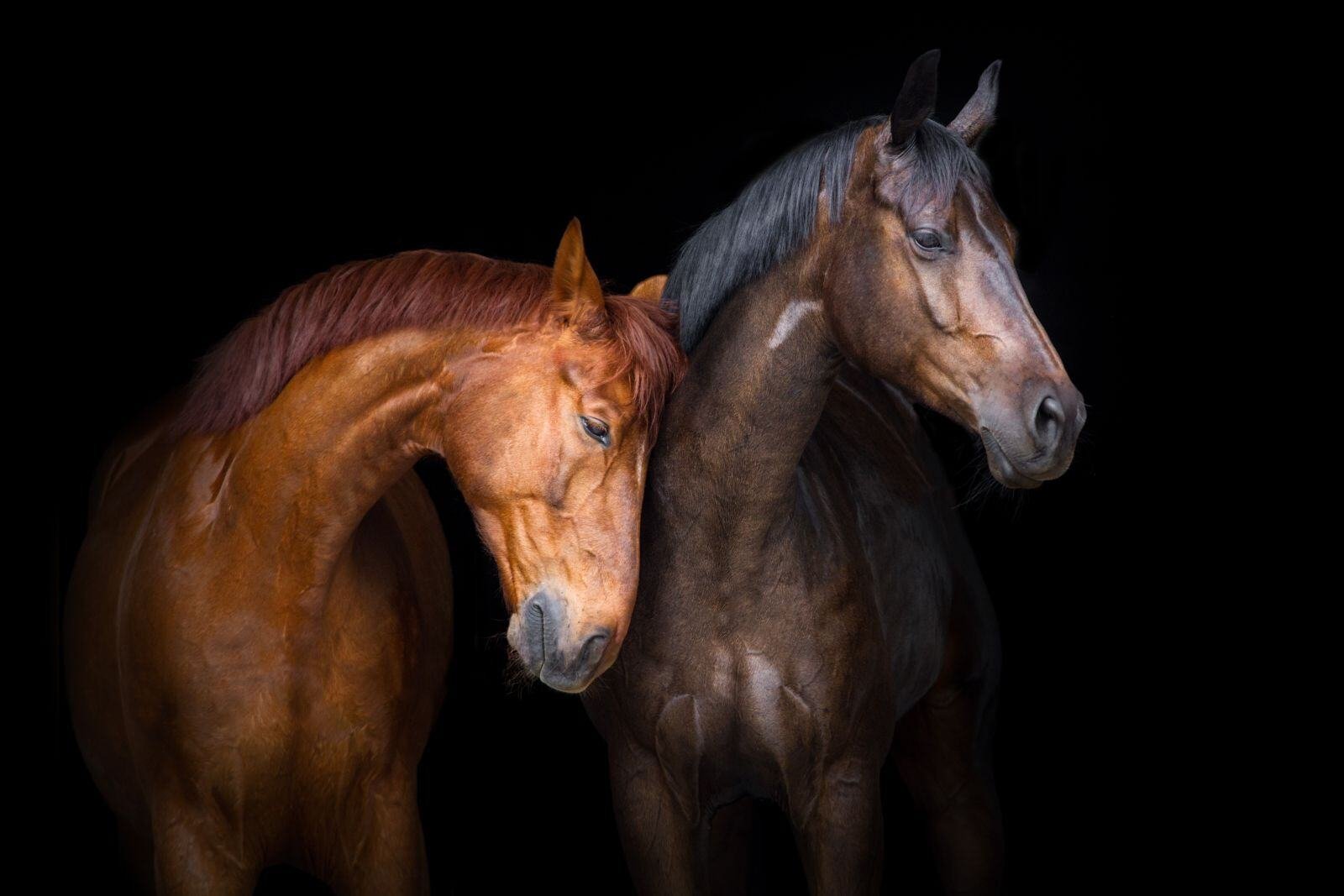 The Best Horse Breeds in the World