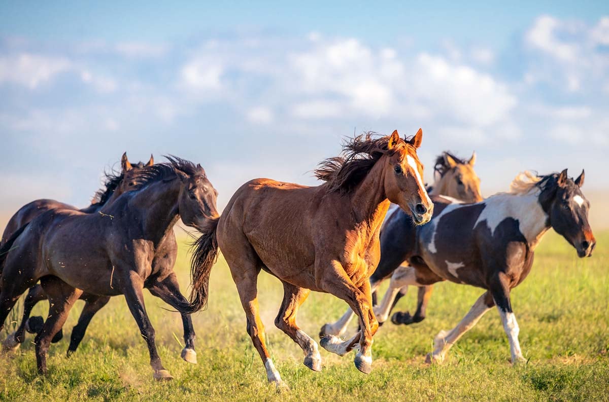 The Best Horse Breeds in the World