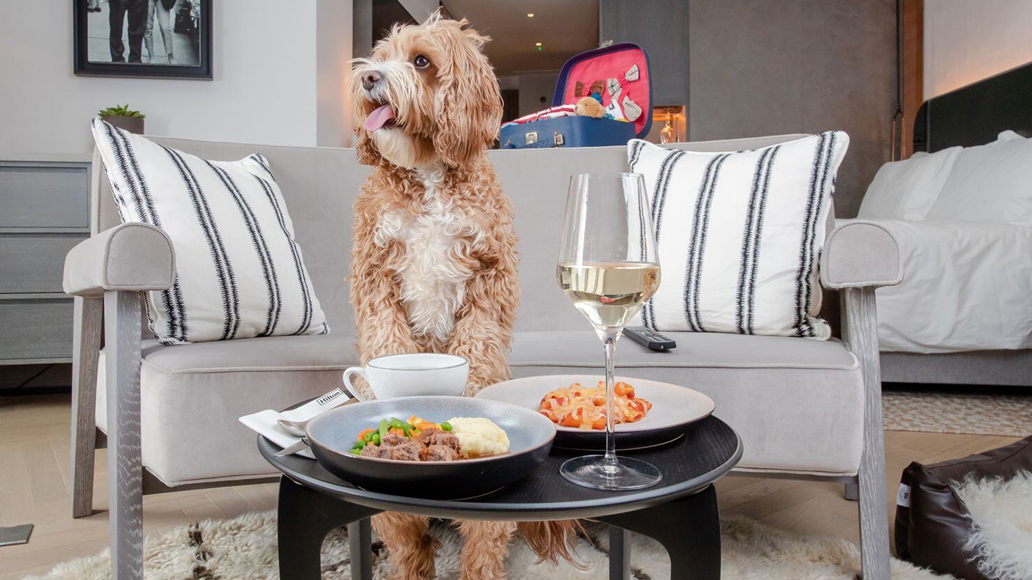 Luxury UK Pet-Friendly Hotels - Paws & Perks