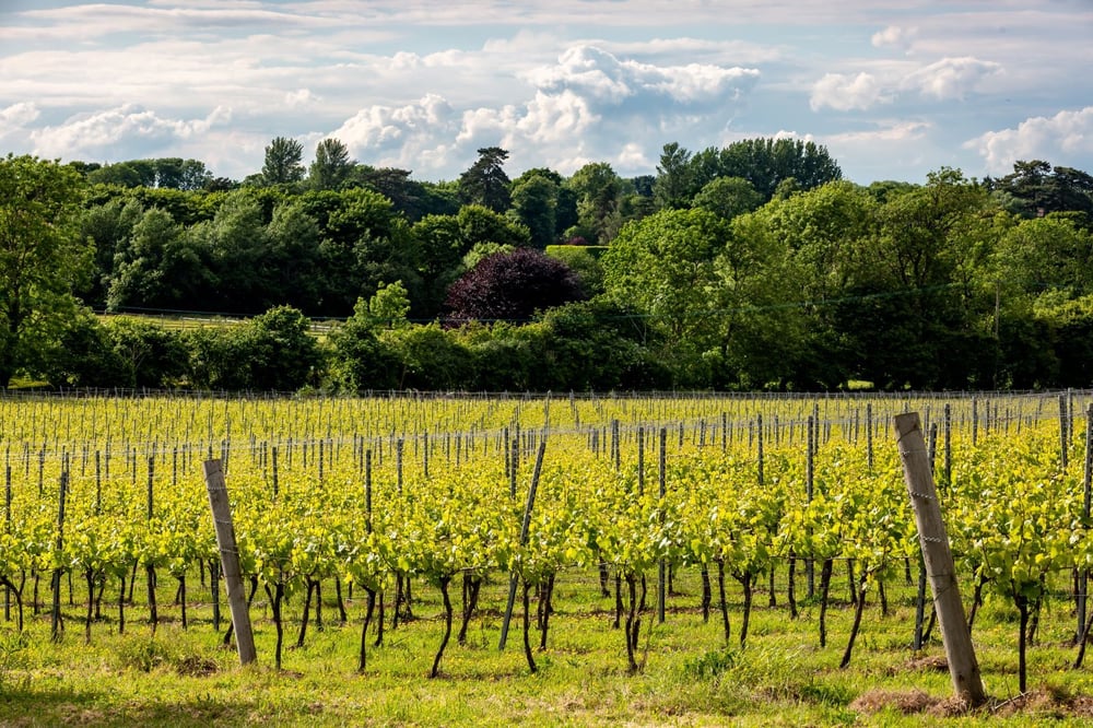 UK’s Best Vineyards