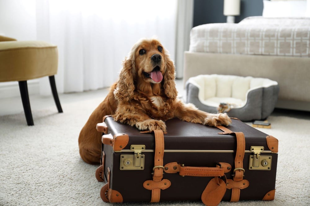 best dog friendly hotels uk (1)