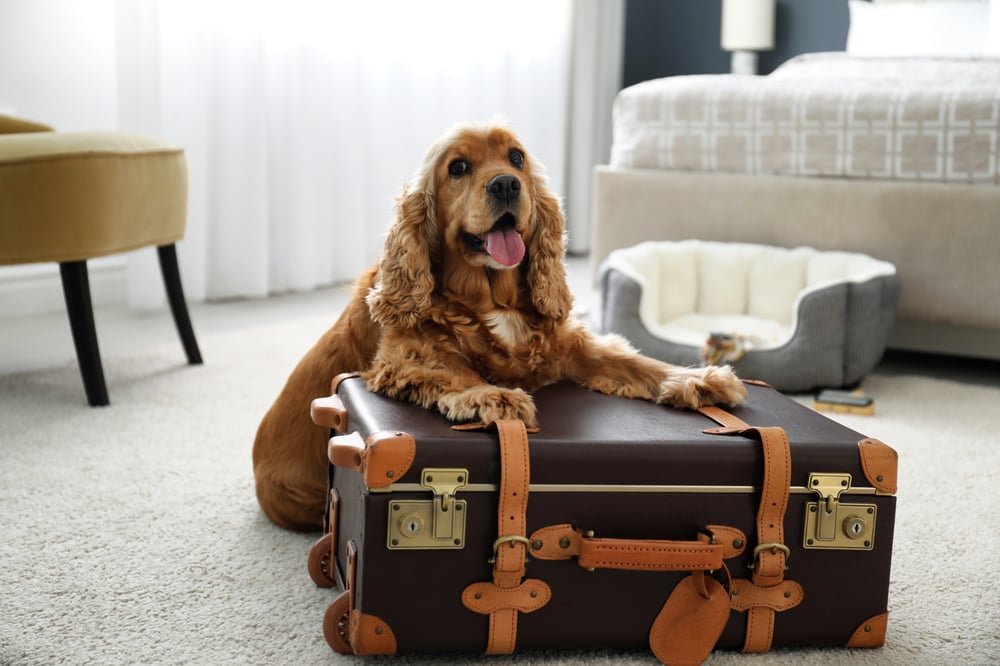 best dog friendly hotels uk