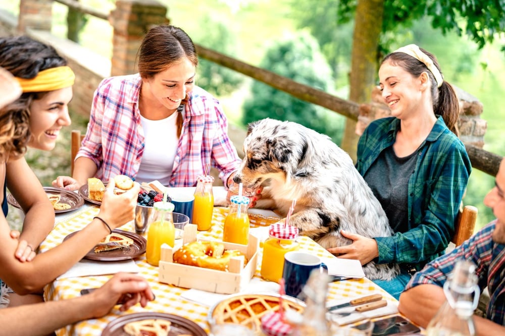 dog friendly bottomless brunch