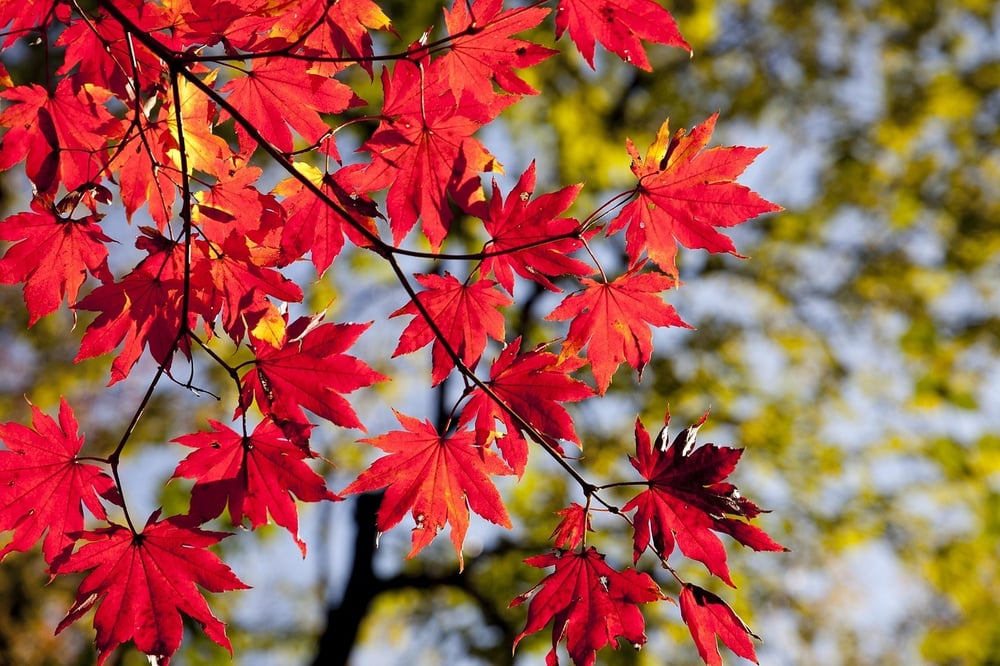 maple-leaves-2789234_1280