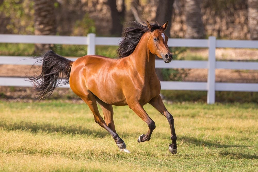 most expensive horse