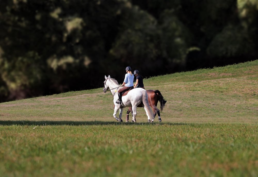 ride-out-3788373_1280