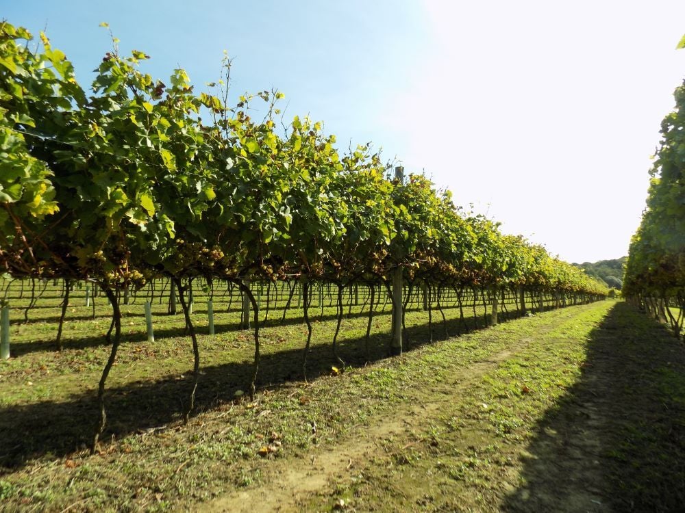 vineyard kent