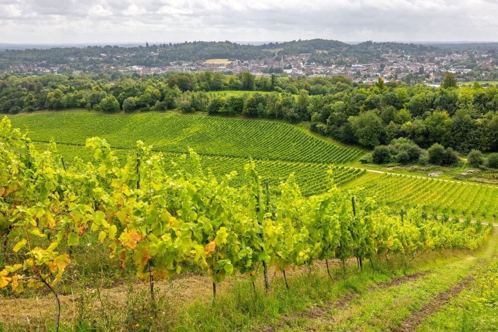 vineyard tours uk