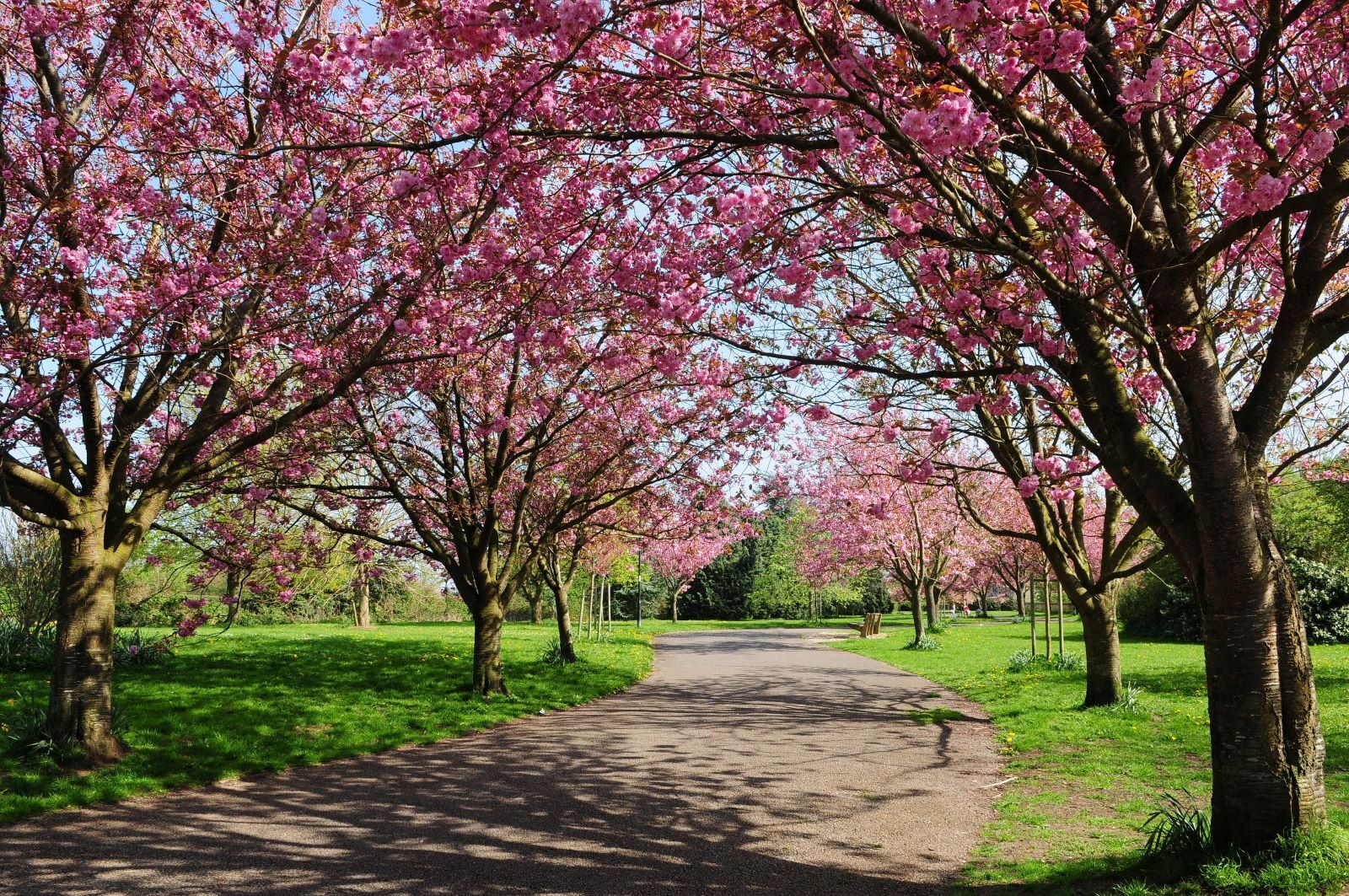 Where to See the Best Cherry Blossom Trees in London