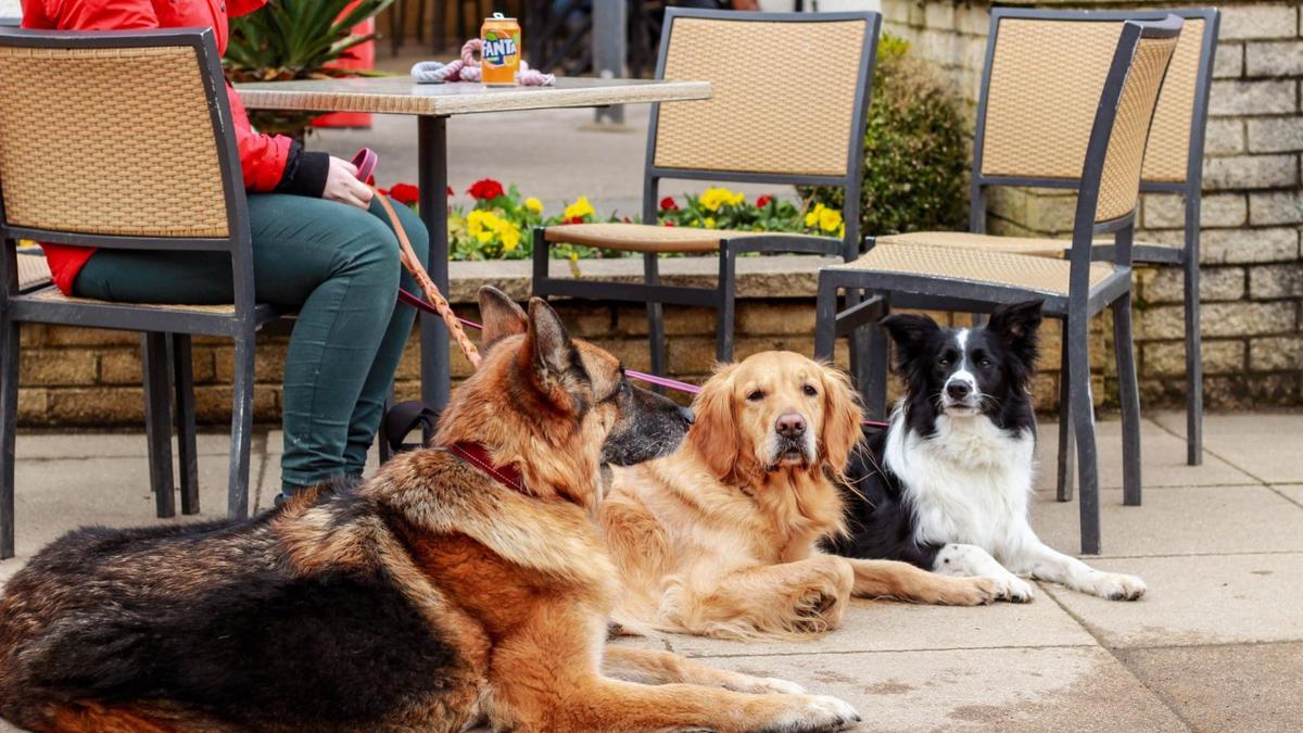 Best dog friendly restaurants in London