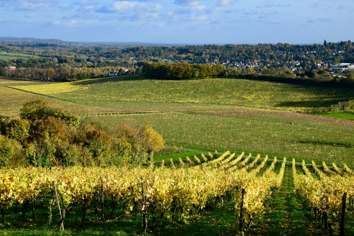 British wine tasting: the UK’s best vineyards