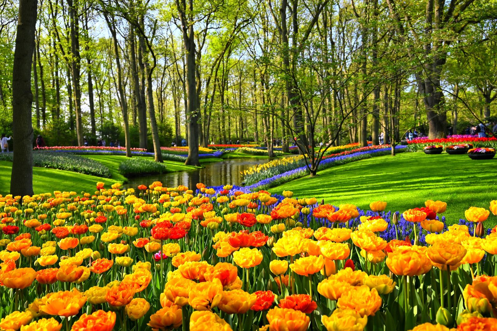 Tulip Gardens in London: A Springtime Marvel