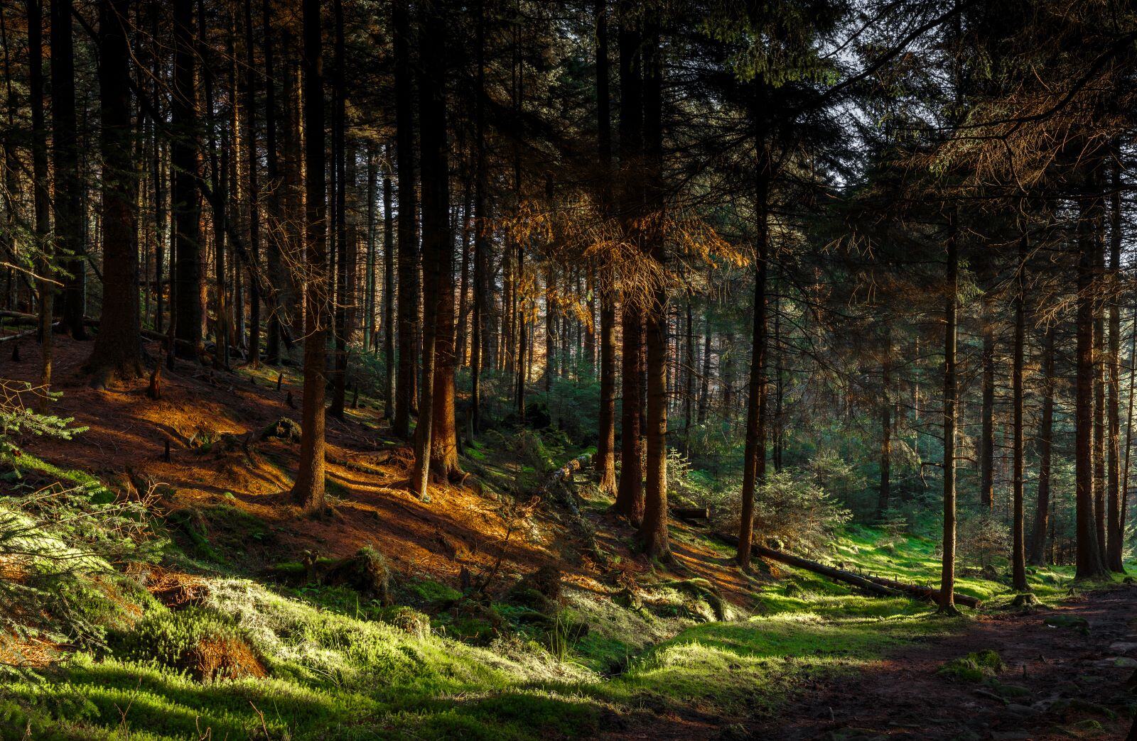 The Best Forests In The UK – A Walk Among The Trees