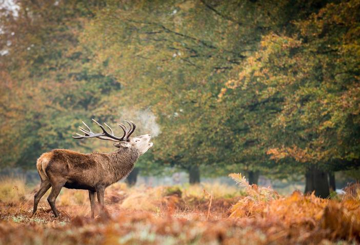 shutterstock_574834774.jpg Deer Close Up Richmond Park London Autumn  Best Days Out in UK