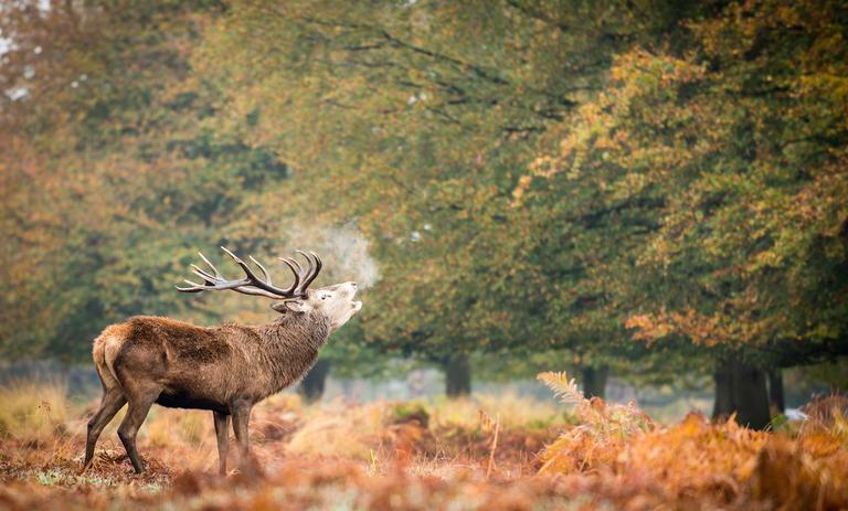 shutterstock_574834774.jpg Deer Close Up Richmond Park London Autumn  Best Days Out in UK