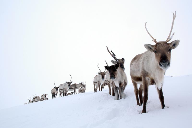 Female reindeer and their calves in winter (Credit - Alex Smith).jpg Explore the Great Outdoors with the Cairngorm Reindeer Herd