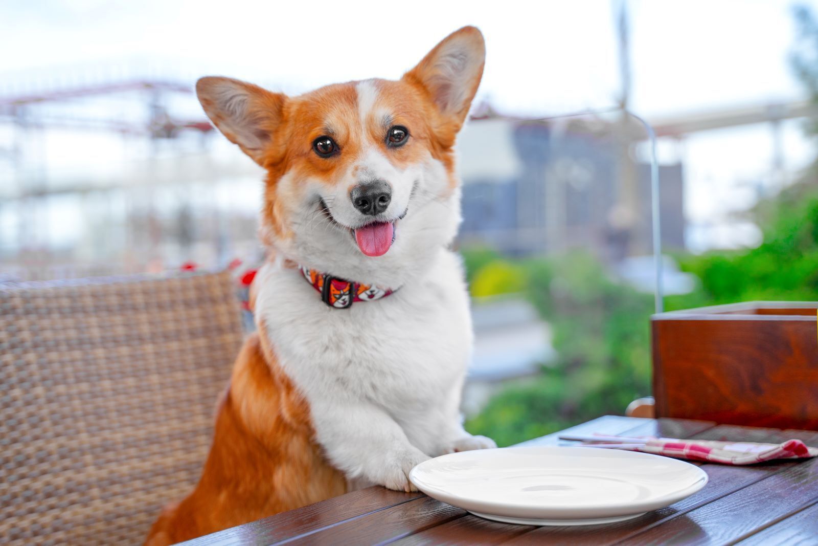 The Best Dog-Friendly Breakfast Spots in London