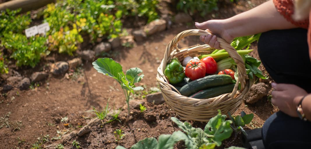 5. Vegetable Garden.jpg 5. Vegetable Garden