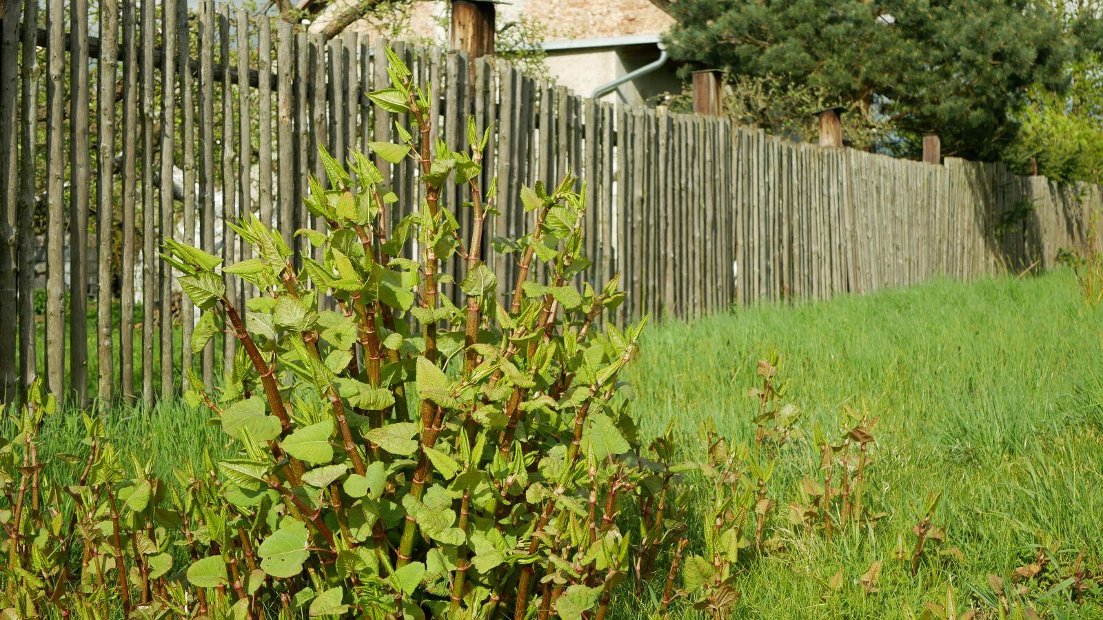 Is Japanese Knotweed Bad For A House?