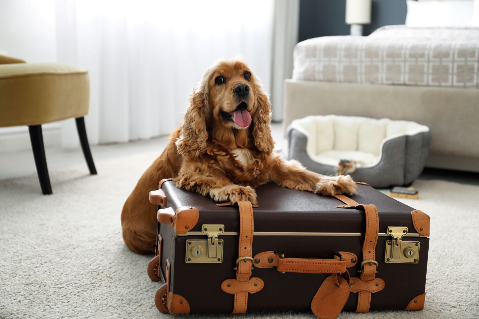 Best Dog Friendly Hotels In The UK