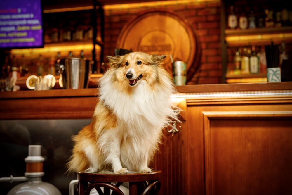 The Best Dog-friendly Pubs in London