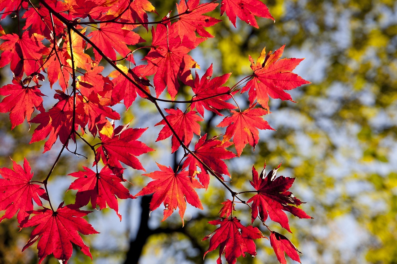 5 Things to do in the UK this October