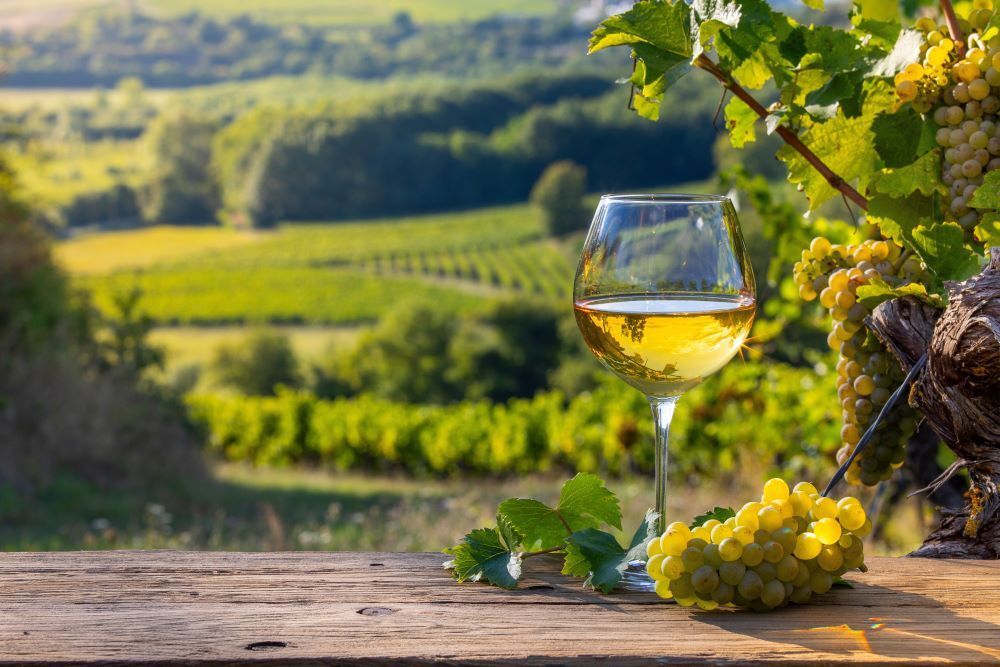 English Premier Cru - Nyetimber Vineyard