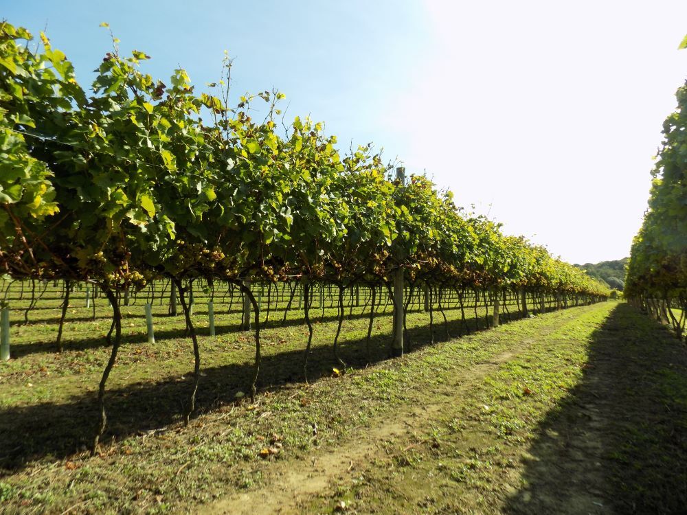 In the Garden of England - Exploring the Best Vineyards in Kent